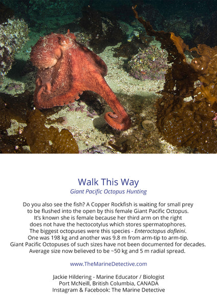 Walk This Way - Giant Pacific Octopus