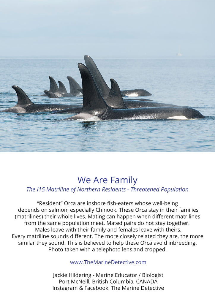 We Are Family - I15 matriline of Northern Resident Orca