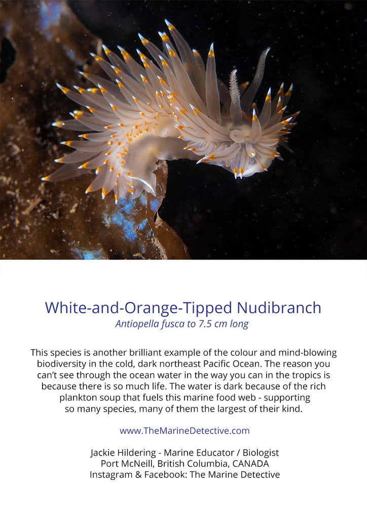 White-and-Orange-Tipped Nudibranch