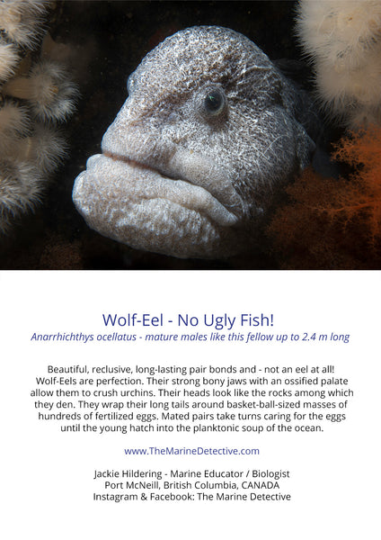 Wolf-Eel - No Ugly Fish!