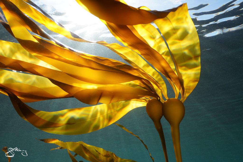 Baby Bull Kelp - reaching for the sun (metal print only)