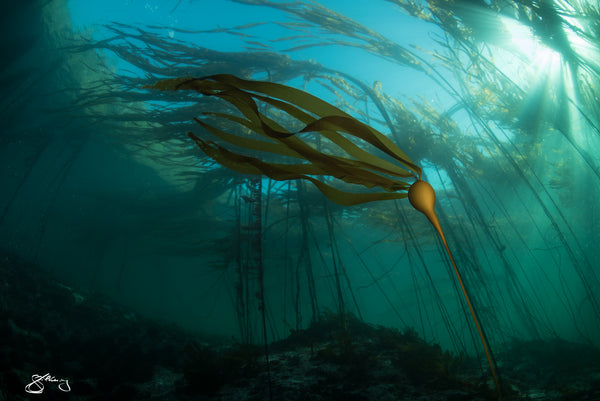 Bull Kelp - In the Forest (metal print only)