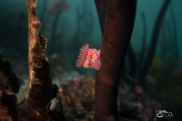 Anemone Mother with Young