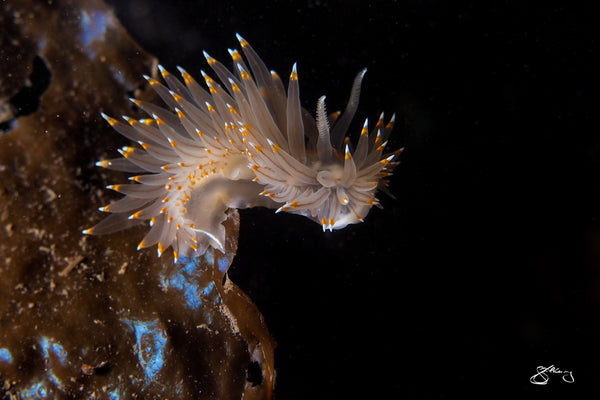 Canvas - White-And-Orange-Tipped Nudibranch