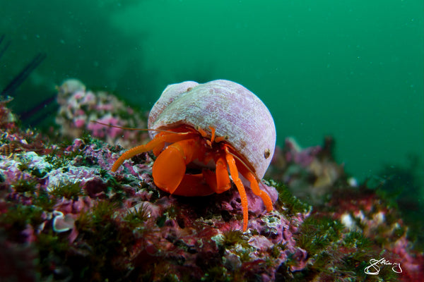 Hermit Crab (Orange Hermit Crab)