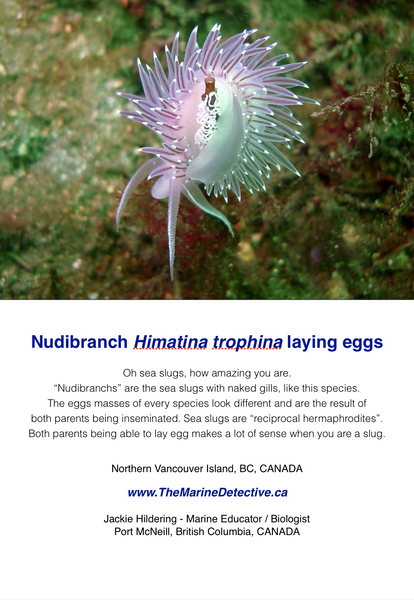 Red Flabellina (nudibranch species) laying eggs