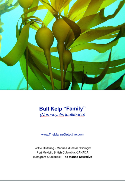 Bull Kelp - "Family"