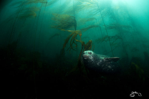 Pacific Harbour Seal in Bull Kelp Forest