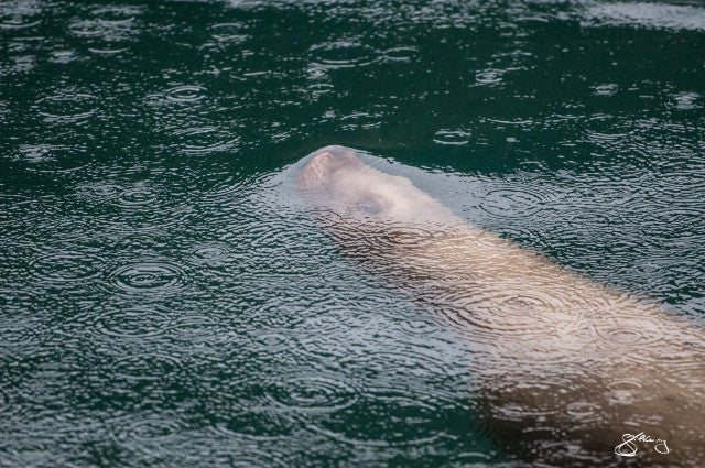The Interface - Steller Sea Lion