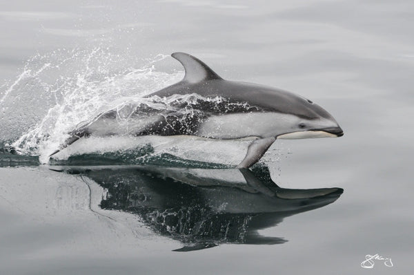Pacific White-Sided Dolphin - Mirrored at the Surface (metal print only)