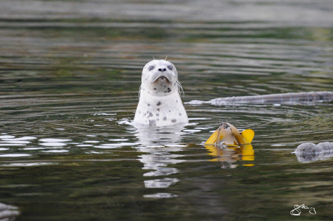 Pacific Harbour Seal in Kelp Forest