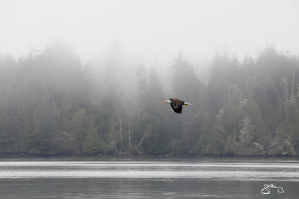 Eagle and Cedars - In Flight