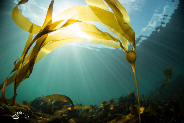 Bull Kelp and Sun